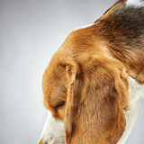 Beagle dog peacefully drinking water from a clear bowl, highlighting pet hydration and care.