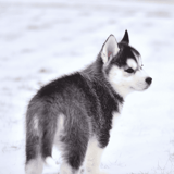 Adorable Siberian Husky as a puppy in winter snow, showcasing fluffy coat and bright eyes.