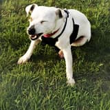 Happy dog smiling and sitting on lush green grass.