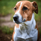 Dog training and behavior advice for a well-behaved pet.