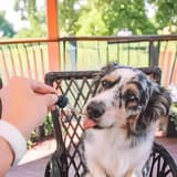 Dog drinking water from dropper.