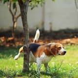 Dog playing and exploring in a green backyard garden.