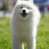 Happy white dog standing on grass in park scene.