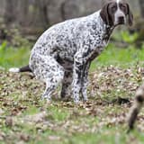 Dog sitting outdoors in a natural setting with trees and leaves, showcasing breed identification and behavior.