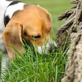 Close-up of a beagle dog sniffing green grass near a tree trunk in a park setting.