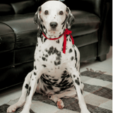 Adopt a Dalmatian dog for friendly companionship and love.