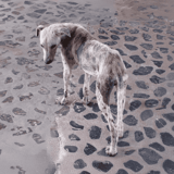 Adorable greyhound standing on cobblestones, showcasing playful and gentle nature.