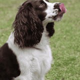 Friendly springer spaniel with shiny coat, lying on grass outdoors.