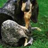 Dog grooming for shiny, healthy fur.