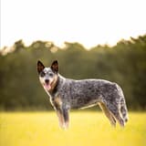 Smart Australian Shepherd mixed breed dog in outdoors.