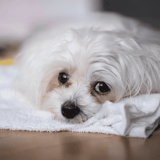 Adorable white dog lying on soft towel, relaxed and resting. Perfect for dog care and pet relaxation tips.