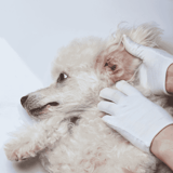 Close-up of veterinarian inspecting poodle's ear, emphasizing pet health checkups and professional dog care.
