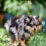 Adorable puppy exploring outdoors, perfect for dog lovers and puppy care enthusiasts.