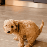 Cute golden puppy sitting on indoor wooden flooring, looking at camera, in a cozy home setting.
