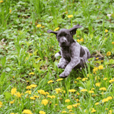 A black and gray spotted puppy running through a green field filled with yellow dandelions and lush grass.