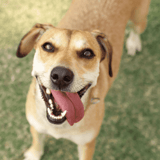 Playful happy dog with tongue out, outdoor setting, cheerful pet care, healthy dog lifestyle.