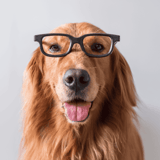 Dog wearing black glasses, adorable and playful for pet health and grooming tips.
