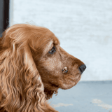 Dog with skin injury and wart, resting on the floor, looking thoughtful.