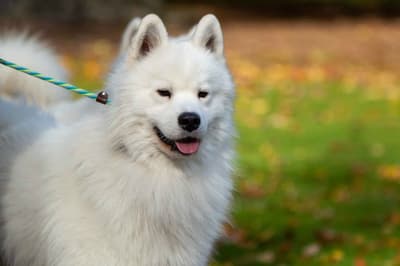 Samoyed