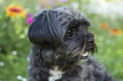 Affenpinscher