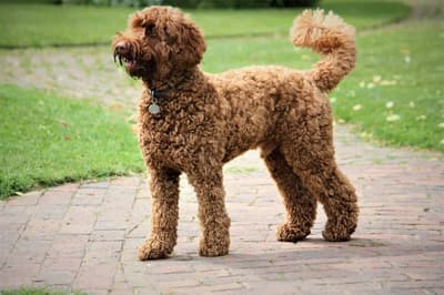 Miniature Labradoodle (Labrador & Toy Poodle Blend)