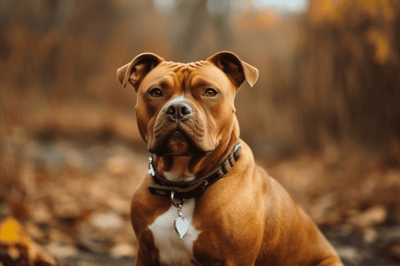 American Pit Bull Terrier