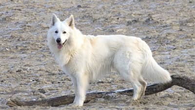 American White Shepherd