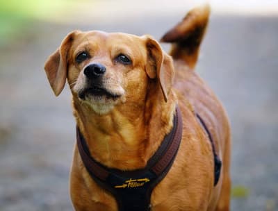 Dorgi (Corgi & Dachshund Blend)