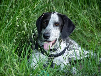 English Pointer