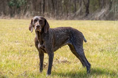 German Shorthaired Pointer