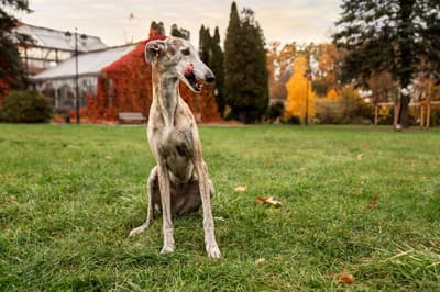 Italian Greyhound