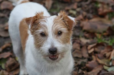 Jack Russell Terrier