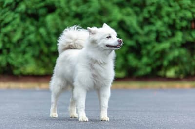 Miniature American Eskimo