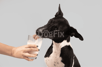 Dog drinking milk from glass, black and white dog, pet care, dog health, dog nutrition, pet wellness, dog lifestyle.