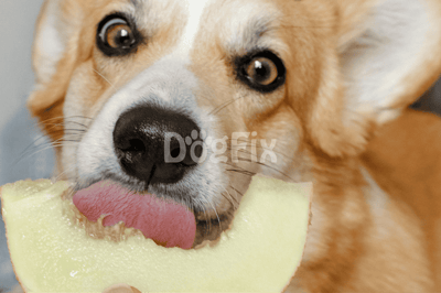 Dog with melon slice in mouth, adorable pet enjoying a healthy snack.
