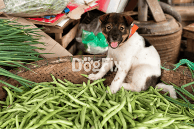 Adorable puppy with a playful expression among fresh vegetables and rustic farm elements.