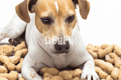 Close-up of a dog with treats surrounding it, highlighting dog care and treat options.