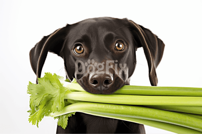 Dog holding fresh celery sticks in mouth for a healthy treat.
