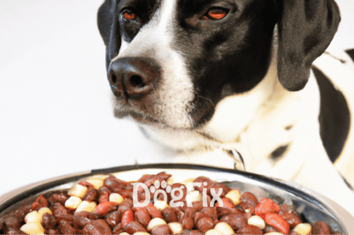 Close-up of a black and white dog with a food bowl filled with nutritious meat and vegetables, emphasizing pet health and nutrition.
