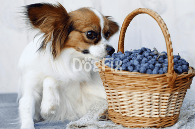 Cute dog sniffing fresh blueberries in a basket.