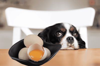 Dog sitting at table with eggs, including one cracked open, looking bored or sad.