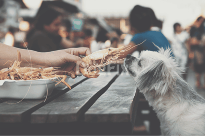 Dog enjoying seafood at outdoor market, dog-friendly dining experience, pet food.
