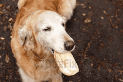 Golden retriever dog enjoying a chew bone outdoors.