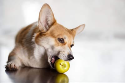 Cute dog chewing green apple, playful pet enjoying healthy snack indoors.