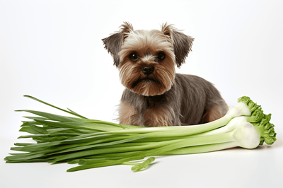 Cute dog with fresh green onions on a white background.