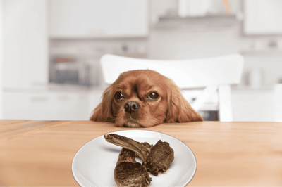 Adorable dog resting its chin at a kitchen table with a plate of cooked bones.