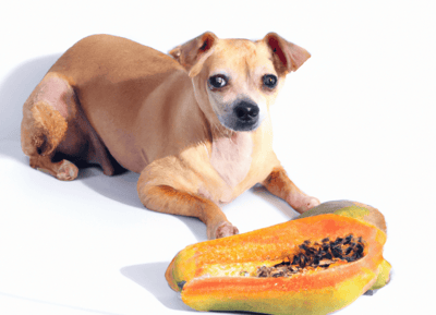 Dog enjoying papaya, healthy pet treat for dogs, natural dog nutrition.