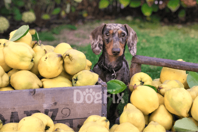 Bright image of a cute dog sitting among fresh pears in a garden setting.