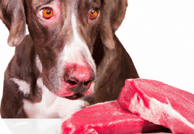 Dog with attentive eyes and pink nose close to raw steak, highlighting pet dietary needs.