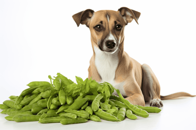 Dog lying next to green beans and basil leaves, promoting nutritious eating for dogs.